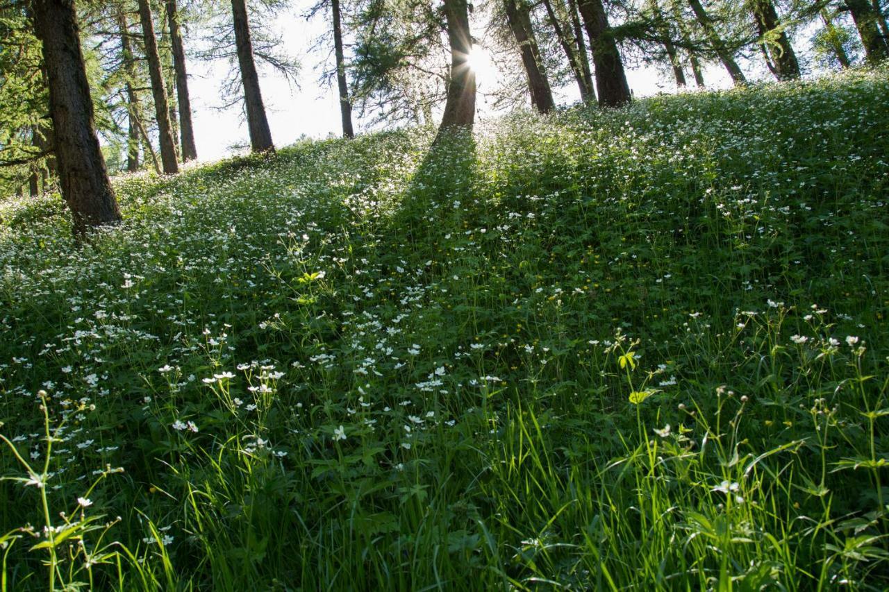 Gites L'Epilobe Saint-Leger-les-Melezes Luaran gambar